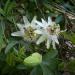 Sadnice - puzavice: Hristov venac - Passiflora caerulea, slika2